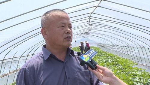 吃瓜群众童年的记忆,那些年我们一起“吃瓜”的记忆