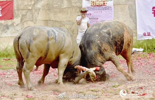 吃瓜群众斗牛视频大全集,吃瓜群众视角下的经典对决大盘点