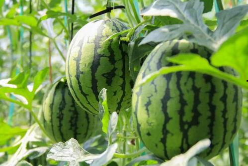 桃树村吃瓜群众是谁,揭秘乡村生活百态