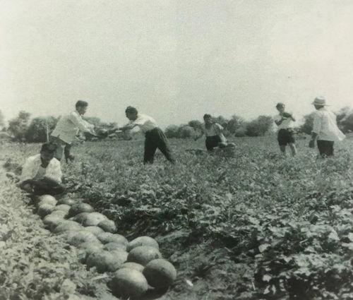 襄县吃瓜群众事件始末,一场网络舆论的风波与反思