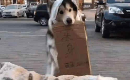 吃瓜群众和狗的文案搞笑,吃瓜群众与狗狗的欢乐日常