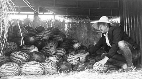 安阳吃瓜群众事件始末,一场网络舆论的风暴与反思