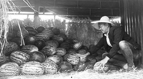 招远吃瓜群众事件真相揭秘