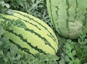 吃瓜群众的花语是什么