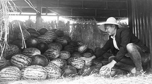 招远吃瓜群众事件视频最新,真相与反思