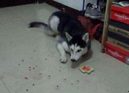 菜狗二哈吃瓜群众吐彩虹,吐露彩虹下的欢乐时光