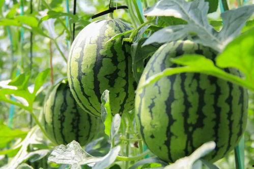 吃瓜群众黄小瓜,揭秘吃瓜群众的趣味生活