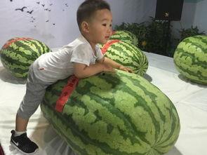 睢县吃瓜群众事件,网络舆论下的社会现象解析