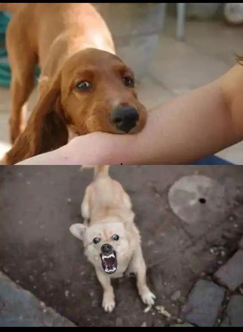 狗咬人后当吃瓜群众,吃瓜群众围观背后的真相