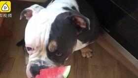 狗狗咬猫吃瓜群众,吃瓜群众热议宠物间的冲突