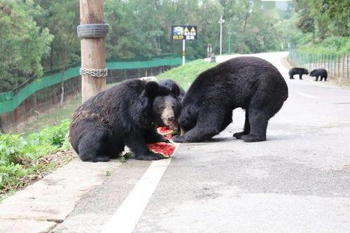 吃瓜群众熊二,揭秘娱乐圈那些事儿