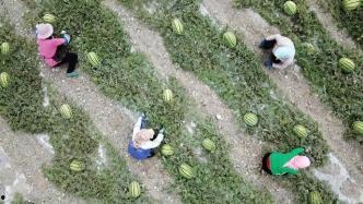 峡谷吃瓜群众很稀少吗,为何吃瓜群众如此稀少？